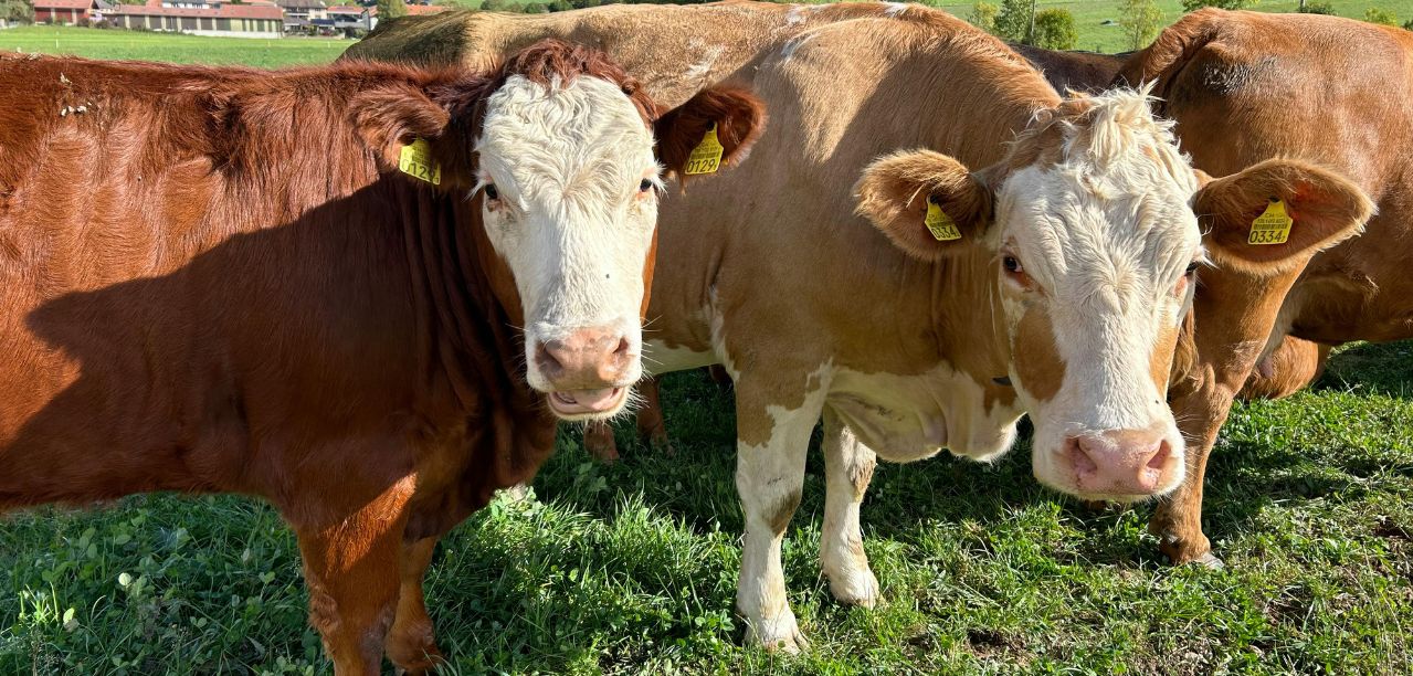 Ceny skupu bydła 2025 rosną z tygodnia na tydzień. Byki liderem podwyżek!