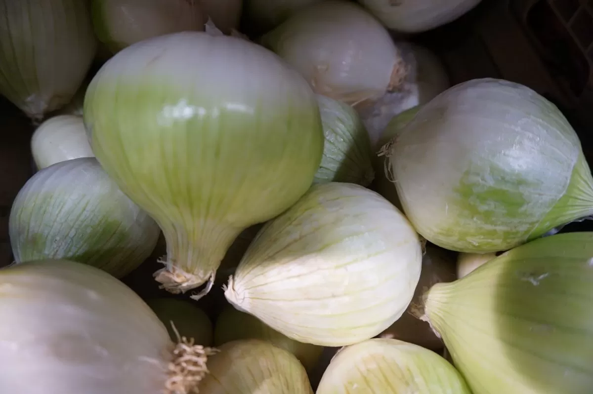 cebula
