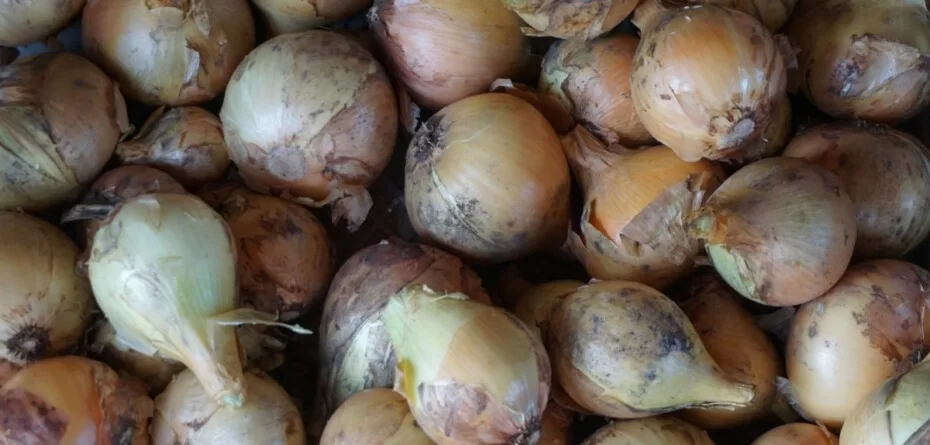 Ile kosztuje kilogram cebuli dzisiaj?