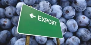 eksport borówki amerykańskiej