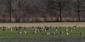Zmiany w odszkodowaniach za szkody wyrządzone przez zwierzęta