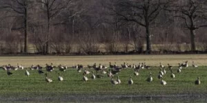 Zmiany w odszkodowaniach za szkody wyrządzone przez zwierzęta