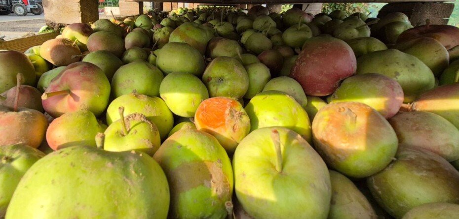 Ceny jabłek przemysłowych 2025 pod koniec sierpnia. Ile płacą w skupach?