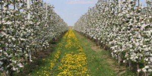 Nowa odmiana jabłoni odporna na parcha — Lilibet