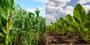 Plony kukurydzy i&nbsp;buraków a&nbsp;wilgotność gleby — prognozy dla rolników