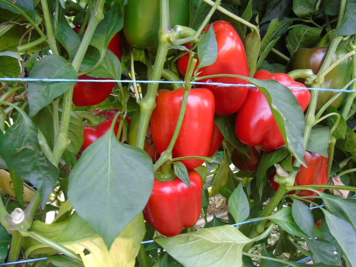 Zamiast wspierać lokalnych producentów sieci wybierają produkty importowane.
