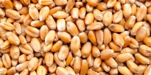 Wsparcie dla producentów zbóż — co proponuje MRiRW?