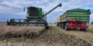 Jaka jest aktualna cena rzepaku? Stawki w skupach wariują!