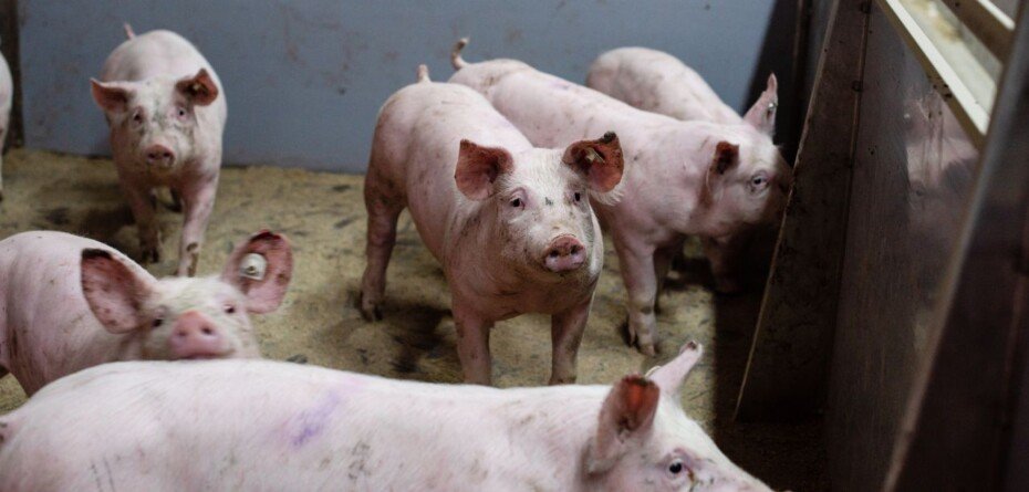 Ceny trzody aktualne