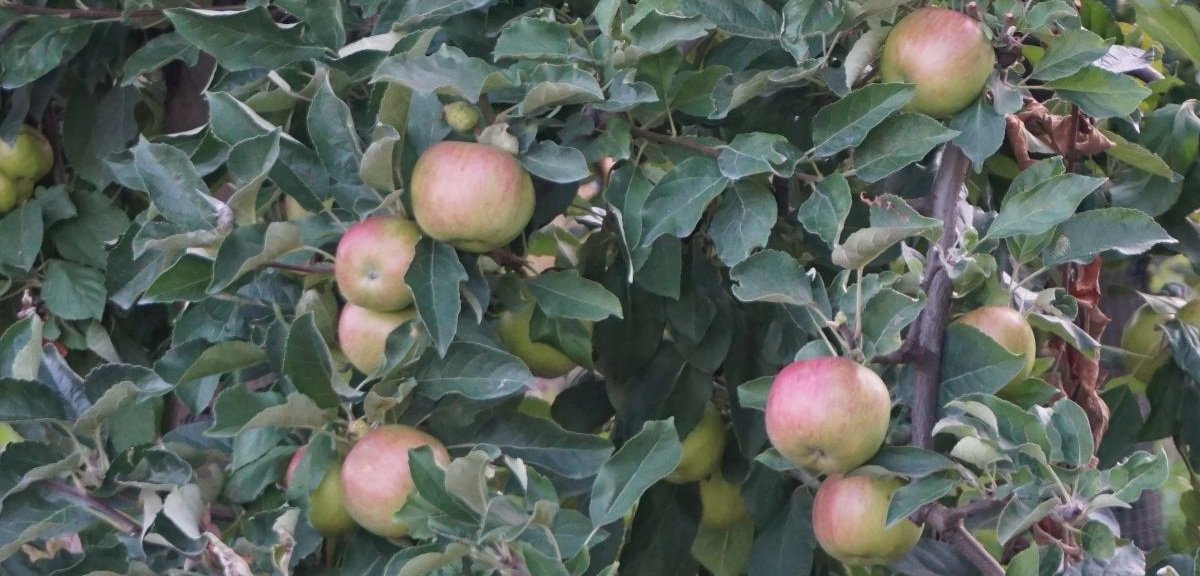 Mniejsze zbiory owoców w UE