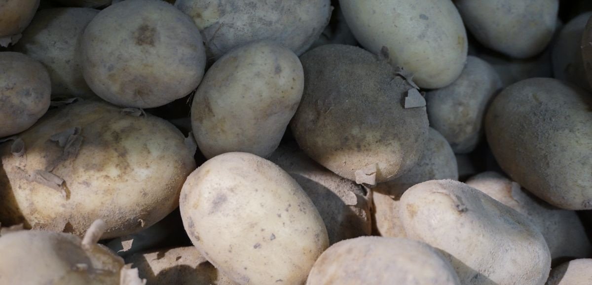 Jakie będą zbiory ziemniaków w 2025 r.?