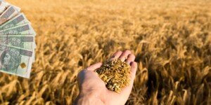 Ceny zbóż za niskie – czas na dopłaty do zbóż 2025?