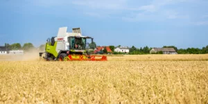 Aktualne ceny pszenicy 2025 — gdzie najwięcej za tonę?