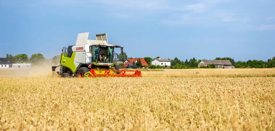 Aktualne ceny pszenicy 2025 — gdzie najwięcej za tonę?