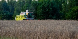 Aktualne ceny żyta 2025 – zobacz, gdzie skupy płacą najwięcej!