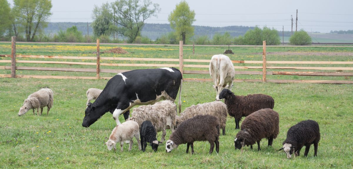 Refundacja ubezpieczenia zwierząt — rolniku, rusza nabór wniosków
