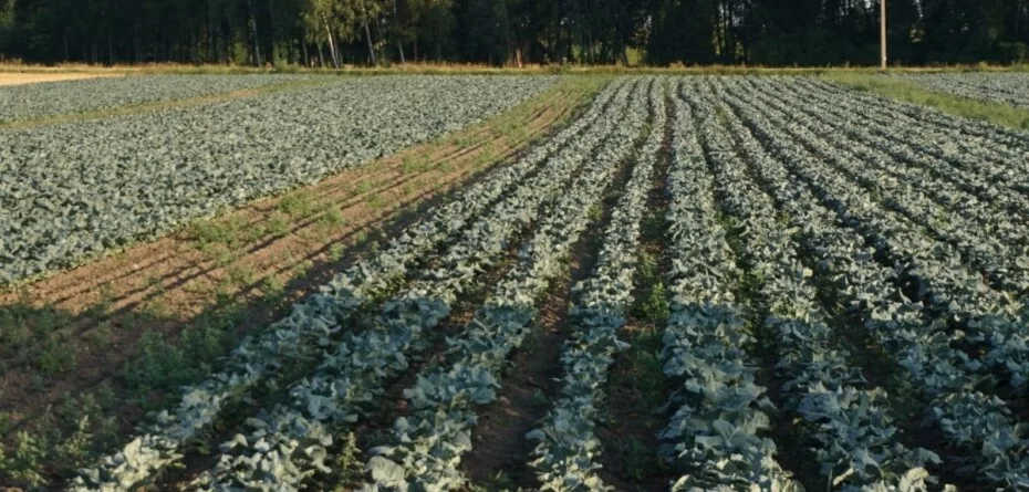 Skuteczne zwalczanie pędraków na plantacjach warzyw