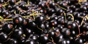 Zmowa cenowa skupów i&nbsp;przetwórców owoców miękkich? Są zarzuty. 