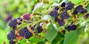 Jeżynowy boom. Wzrost popularności jeżyny w Polsce