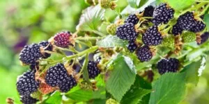 Jeżynowy boom. Wzrost popularności jeżyny w&nbsp;Polsce