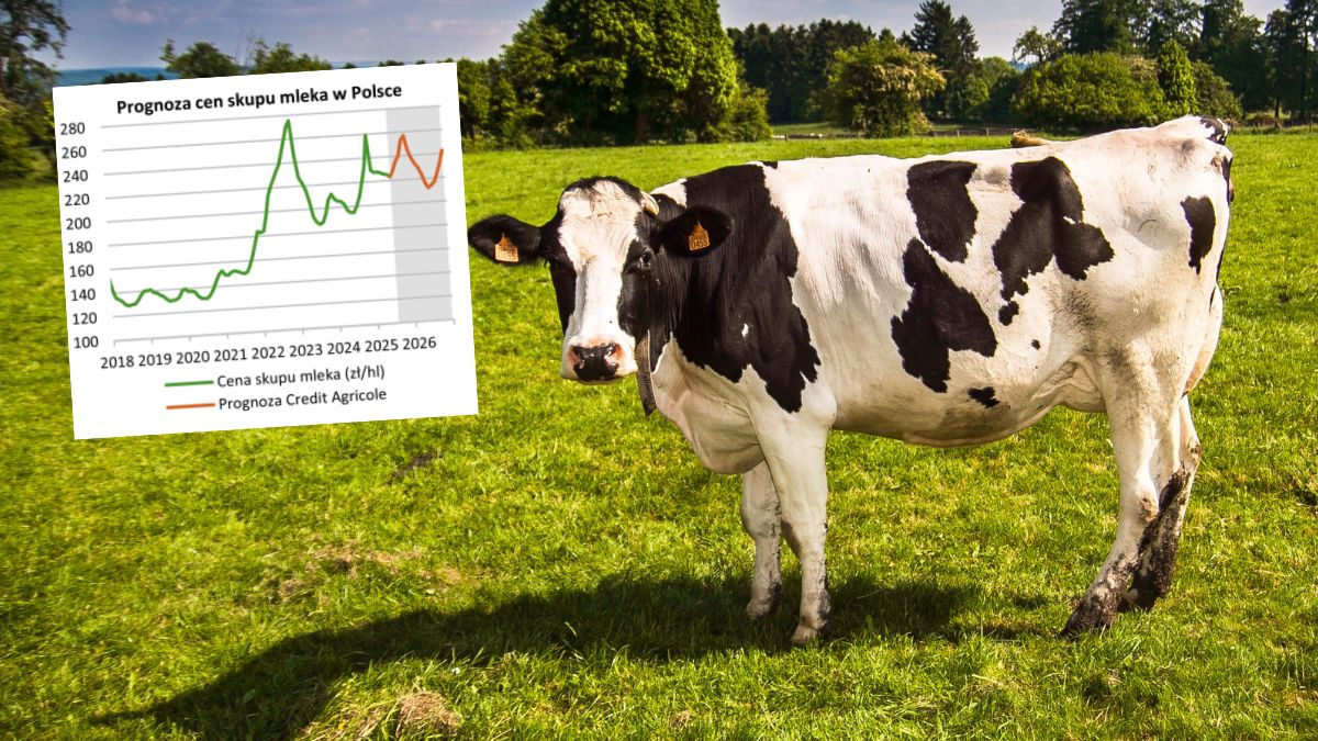 Ceny mleka będą spadać? Eksperci: „Zrewidowaliśmy prognozy w dół”