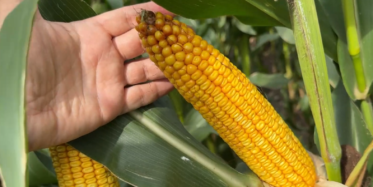 Jak dobrać odmianę kukurydzy na ziarno? Sprawdź odmianę SOLAKING!