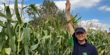 Jak dobrać odmianę kukurydzy na ziarno?