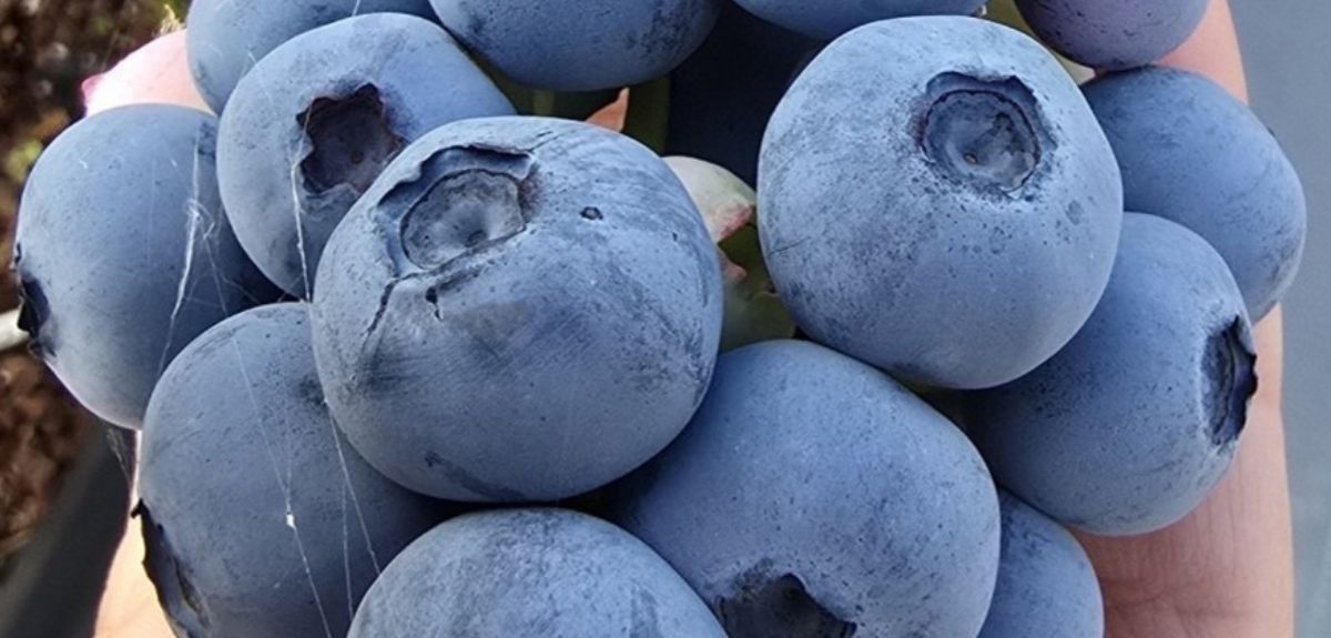 Nowa odmiana borówki — oczekiwany przełom w uprawie i smaku jagód