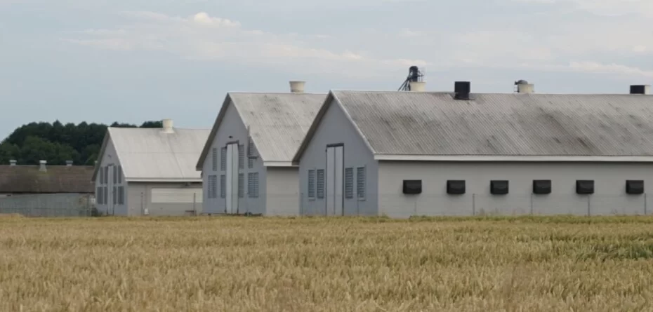 Budynki inwentarskie stoją puste a rolnicy ponoszą straty