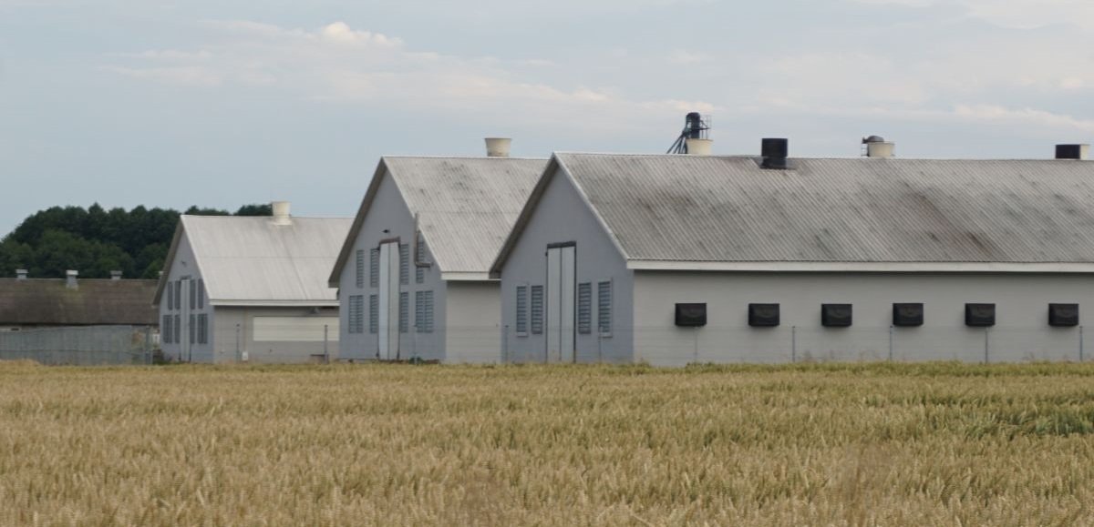 Budynki inwentarskie stoją puste a rolnicy ponoszą straty