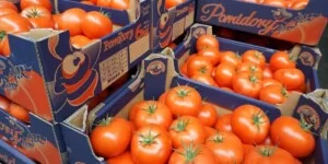Jakie są najnowsze ceny pomidorów na giełdzie?