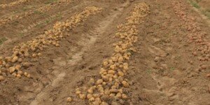 Dramat na rynku ziemniaków. Rolnicy apelują o wsparcie