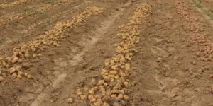 Dramat na rynku ziemniaków. Rolnicy apelują o&nbsp;wsparcie