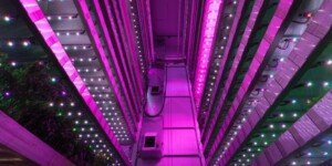 GigaFarm w&nbsp;Dubaju – piętrowe szklarnie przyszłości