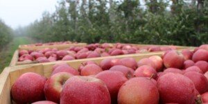 Polska — największy producent jabłek w&nbsp;Unii Europejskiej