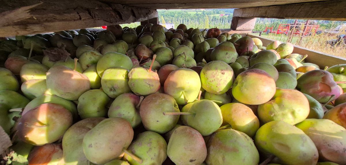 Aktualne ceny jabłek przemysłowych — wzrost stawek skupu