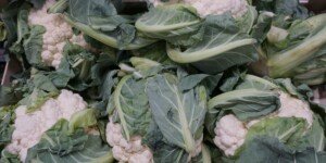 Zdesperowani plantatorzy mulczują polskie kalafiory. Nie ma zbytu