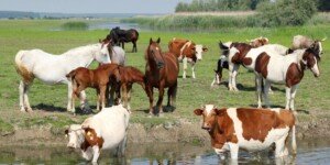 Utylizacja zwierząt gospodarskich z&nbsp;dofinansowaniem – złóż wniosek do końca września!