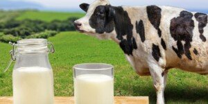 Ceny mleka 2025 według GUS spadają. W&nbsp;lipcu najmniej od początku roku?