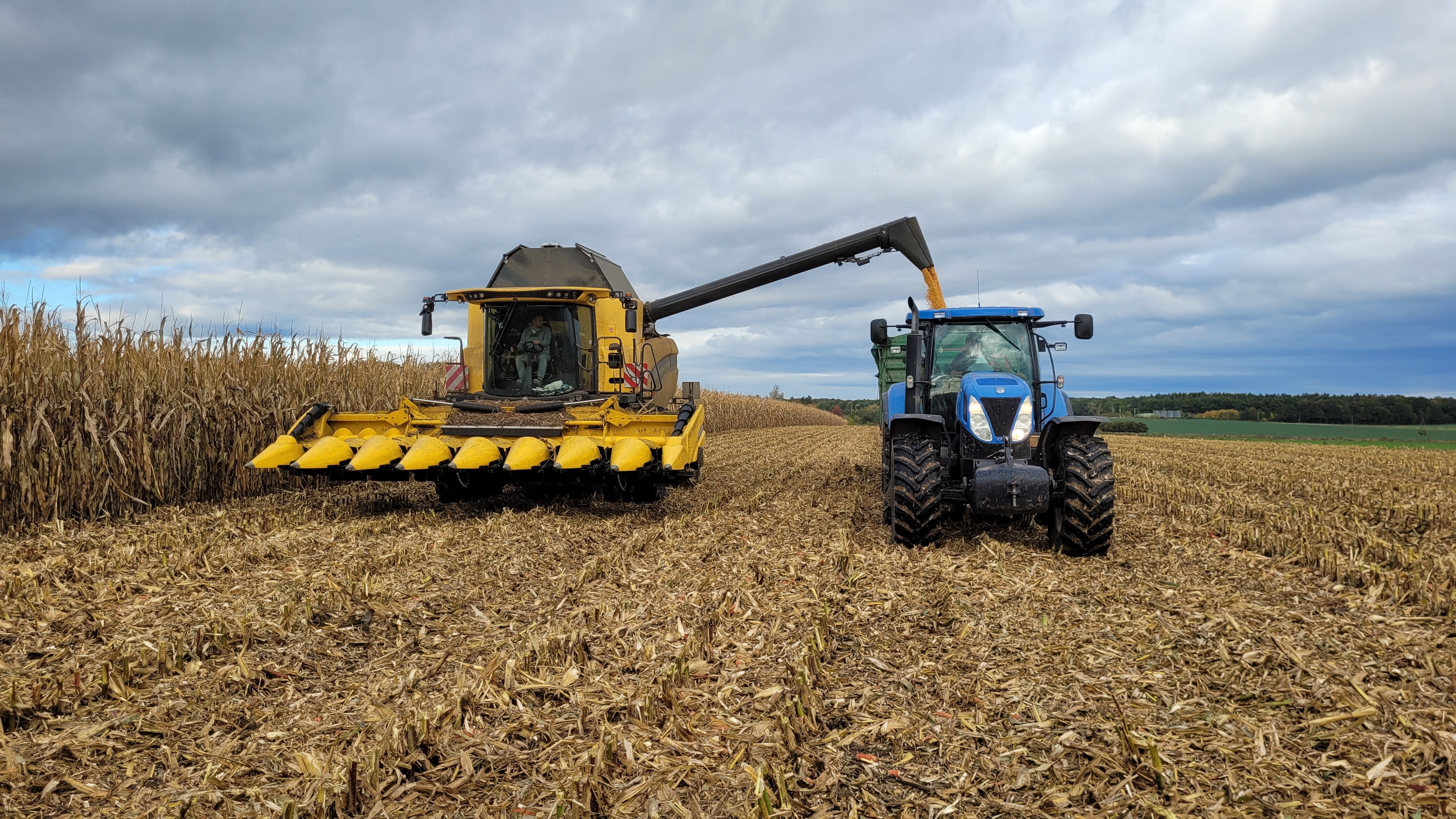 Ceny kukurydzy mokrej 2025 spadły w dół – ile płacą w skupach?