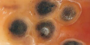 Nowe choroby warzyw zagrażają polskim plantacjom!