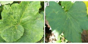 Nowy wirus dyniowatych – Moroccan watermelon virus