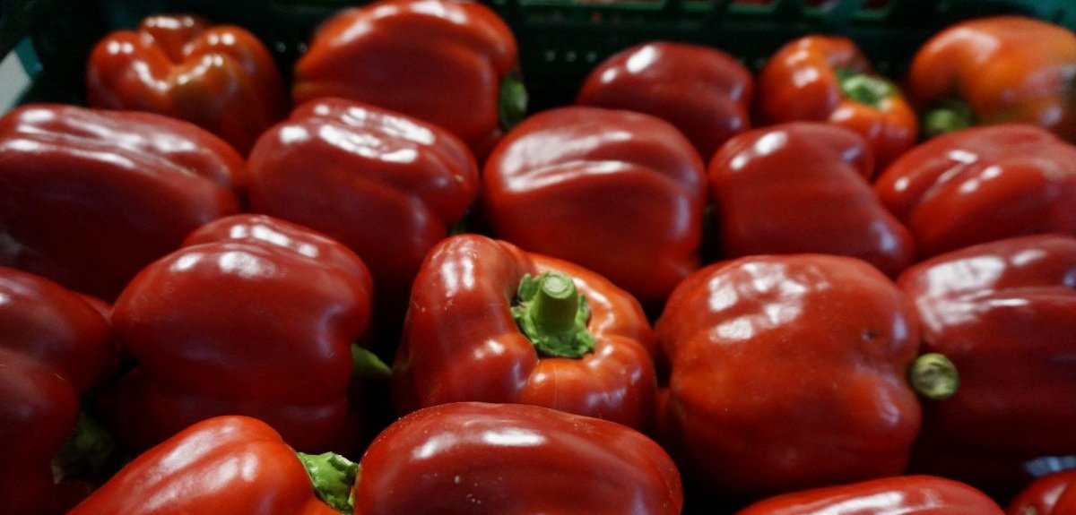 Hiszpańska papryka niepodzielnie rządzi na unijnym rynku