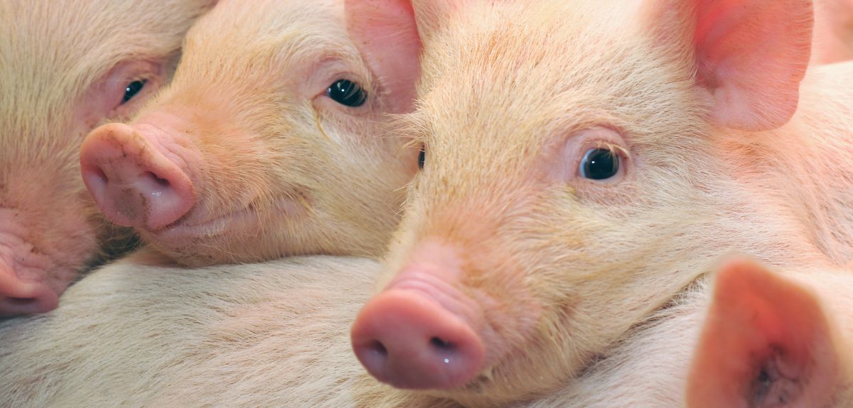 Spadek pogłowia świń w Polsce trwa. Ile mamy dokładnie trzody?