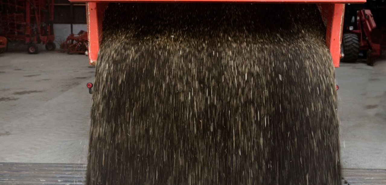 Ile kosztuje rzepak 2025? Są delikatne podwyżki