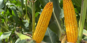 Jak dobrać odmianę kukurydzy na ziarno?