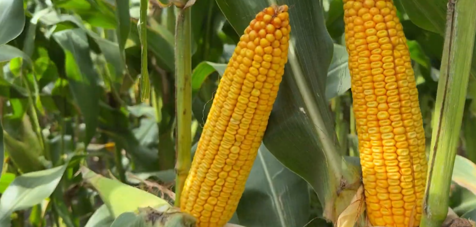 Jak dobrać odmianę kukurydzy na ziarno?