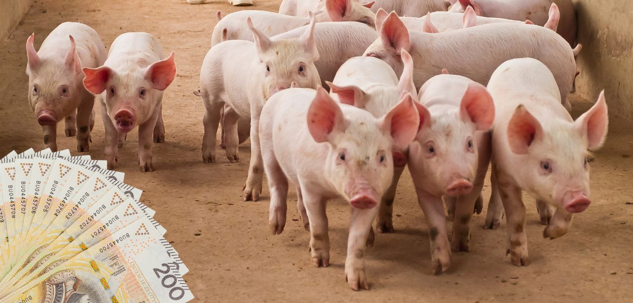 Kredyt dla hodowców trzody chlewnej – choćby 9 mln zł z gwarancją FGR Plus!