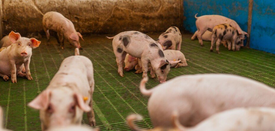 Rusza pomoc dla producentów trzody chlewnej 2025 – sprawdź, kto może dostać refundację
