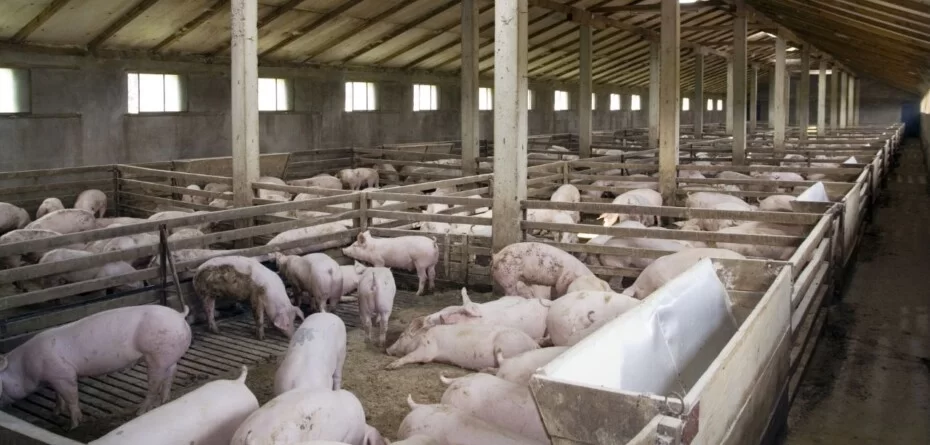 Pomoc dla producentów świń 2025